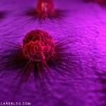 kill cancer cells